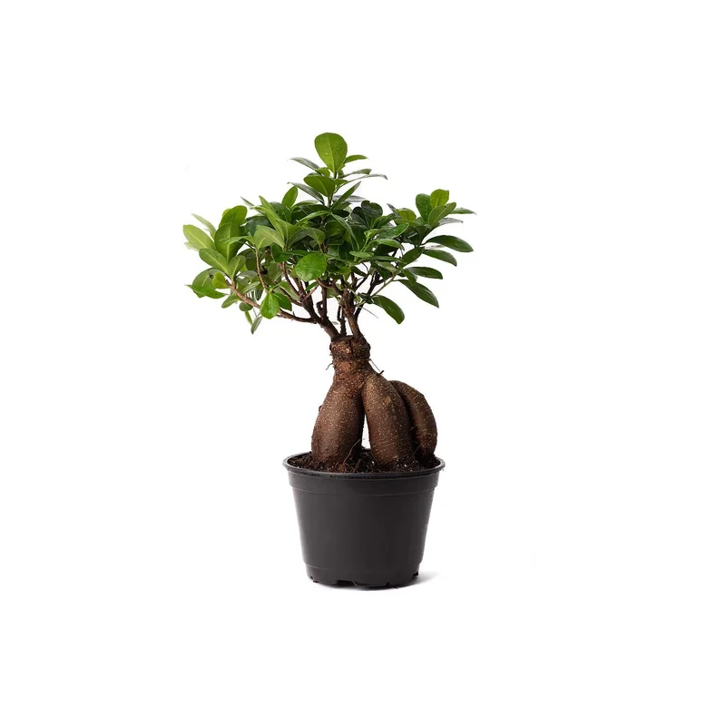 ibspot-45071302