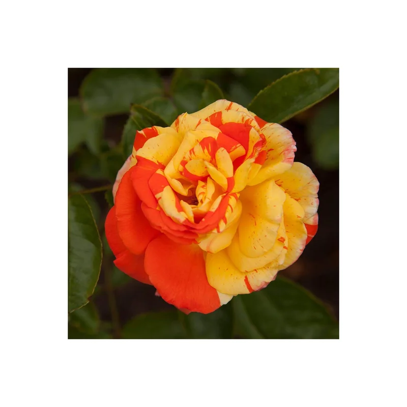 ibspot-53940063
