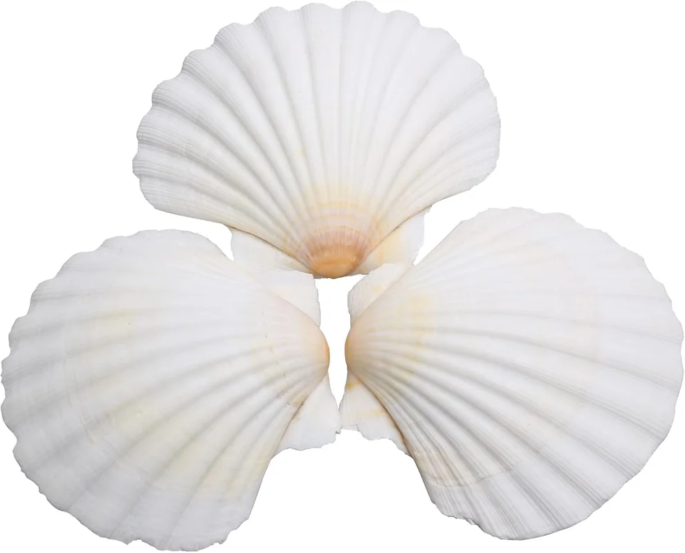 zeebooth-24528249